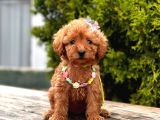 Safkan Toy Poodle Yavrularımız
