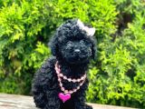 Nadir Renk Black Toy Poodle Yavrular