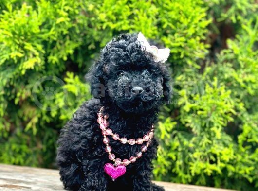 Nadir Renk Black Toy Poodle Yavrular görsel