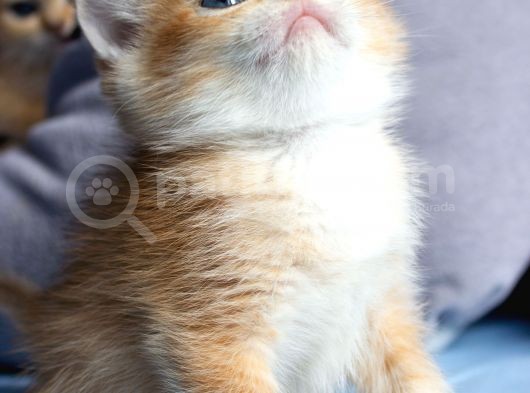 Üst Düzey Kali̇te British Golden Short Hair Ny12 Yavrularimiz görsel
