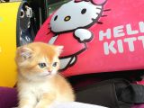 British Golden Shorthair Yavrularimiz