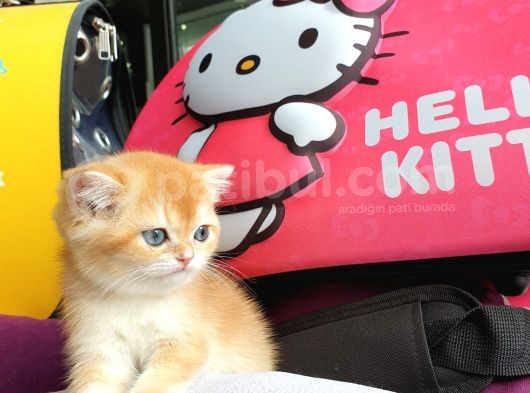 British Golden Shorthair Yavrularimiz