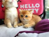 British Golden Shorthair Yavrularimiz