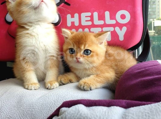 British Golden Shorthair Yavrularimiz görsel