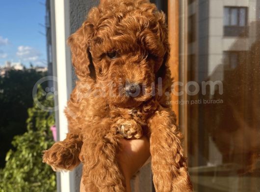 Ev Doğumlu Poodle Bebeklerimizi Gördünüz Mü görsel