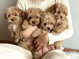 Dizayn Irk Sevimli Maltipoo Yavrular