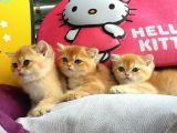 British Golden Shorthair Yavrularimiz