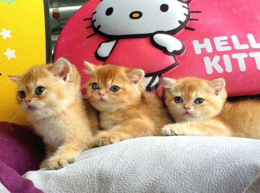 British Golden Shorthair Yavrularimiz görsel