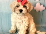 Dizayn Irk Sevimli Maltipoo Yavrular