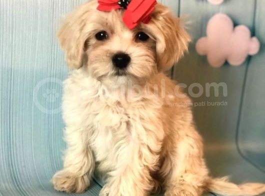 Dizayn Irk Sevimli Maltipoo Yavrular
