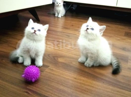 Hari̇ka Kali̇tede Lynx Poi̇nt Bri̇ti̇sh Shorthai̇r Yavrularimiz görsel