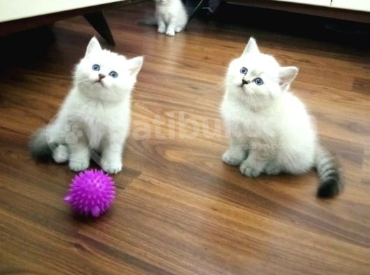 Hari̇ka Kali̇tede Lynx Poi̇nt Bri̇ti̇sh Shorthai̇r Yavrularimiz