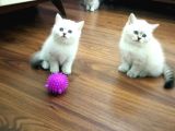 Hari̇ka Kali̇tede Lynx Poi̇nt Bri̇ti̇sh Shorthai̇r Yavrularimiz