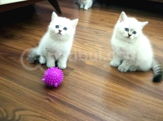 Hari̇ka Kali̇tede Lynx Poi̇nt Bri̇ti̇sh Shorthai̇r Yavrularimiz görsel
