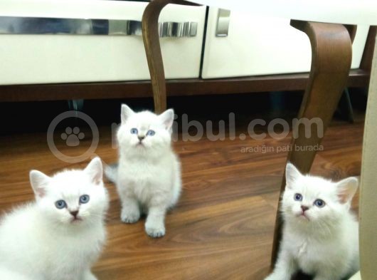 Bri̇ti̇sh Shorthai̇r Yavrularimiz A Kali̇tede Lynx Poi̇nt görsel