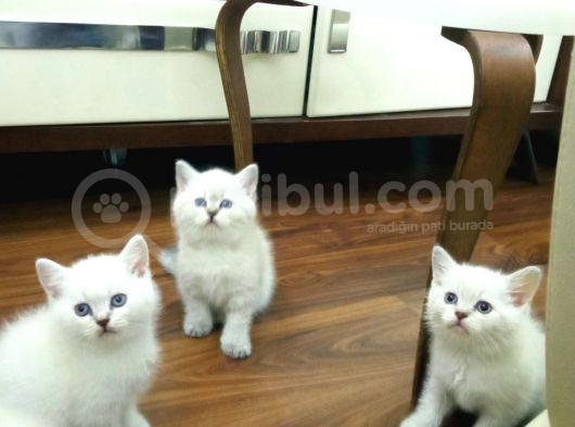 Bri̇ti̇sh Shorthai̇r Yavrularimiz A Kali̇tede Lynx Poi̇nt görsel