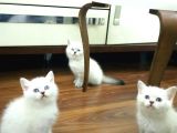 Bri̇ti̇sh Shorthai̇r Yavrularimiz a Kali̇tede Lynx Poi̇nt