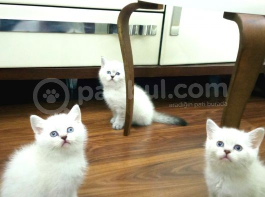 Bri̇ti̇sh Shorthai̇r Yavrularimiz A Kali̇tede Lynx Poi̇nt