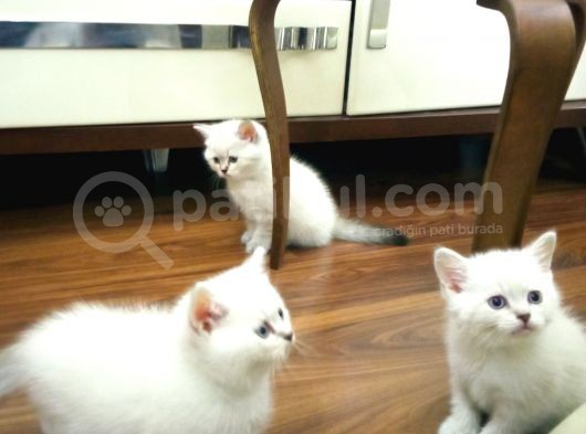 Bri̇ti̇sh Shorthai̇r Yavrularimiz A Kali̇tede Lynx Poi̇nt görsel