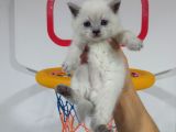 Hari̇ka Kali̇tede Blue Poi̇nt Bri̇ti̇sh Shorthai̇r Yavrularimiz