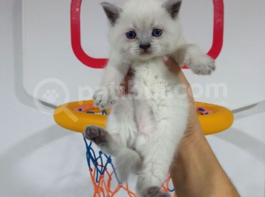 Hari̇ka Kali̇tede Blue Poi̇nt Bri̇ti̇sh Shorthai̇r Yavrularimiz görsel