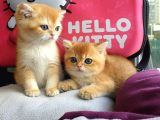 British Golden Shorthair Yavrularimiz