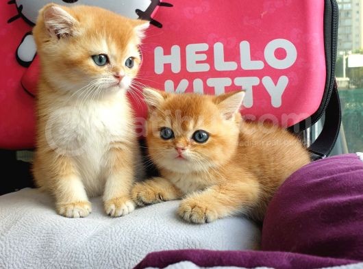 British Golden Shorthair Yavrularimiz görsel