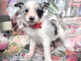 Eğitim Okulumuzundan Border Collie Yavrular
