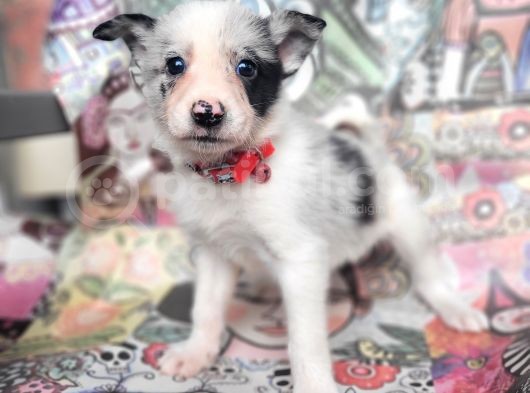 Eğitim Okulumuzundan Border Collie Yavrular görsel