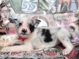 Eğitim Okulumuzundan Border Collie Yavrular