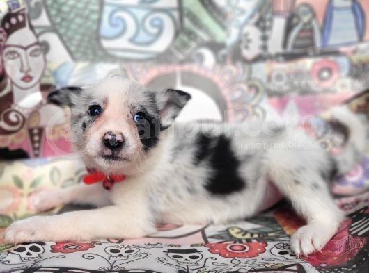 Eğitim Okulumuzundan Border Collie Yavrular