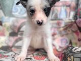 Eğitim Okulumuzundan Border Collie Yavrular