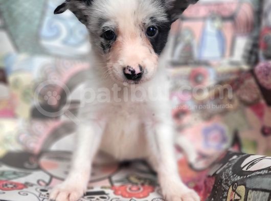 Eğitim Okulumuzundan Border Collie Yavrular görsel