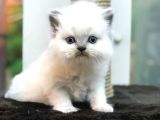 Blue Point Longhair British Yavrumuz