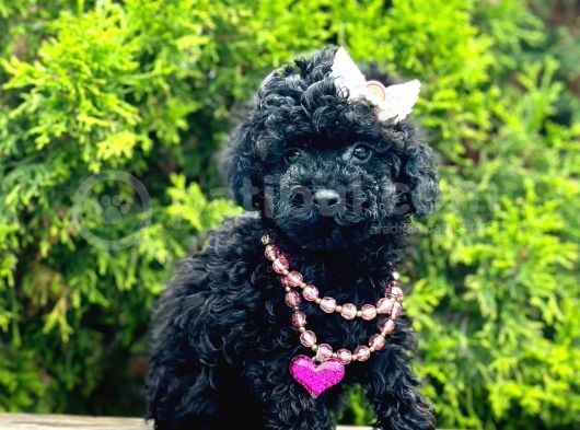 Nadir Renk Black Toy Poodle Yavrular görsel