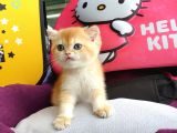 British Golden Shorthair Yavrularimiz