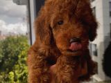 Ev Doğumlu Poodle Bebeklerimizi Gördünüz Mü