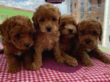 Irk Garantili ToyPoodle Bebeklerimiz