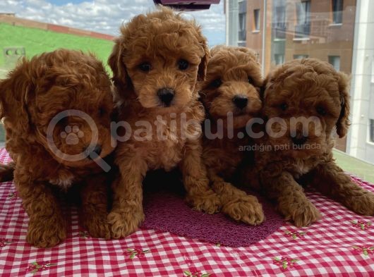Irk Garantili Toypoodle Bebeklerimiz