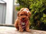 Red Brown Toy Poodle Yavrular