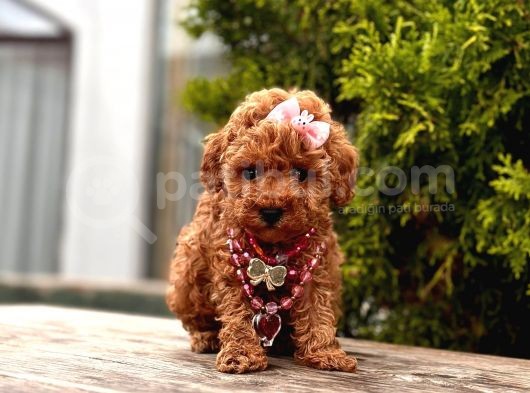 Red Brown Toy Poodle Yavrular