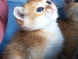 Üst Düzey Kali̇te British Golden Short Hair Ny12 Yavrularimiz