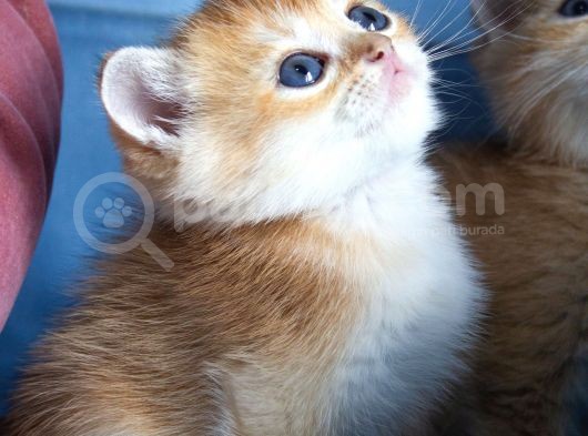 Üst Düzey Kali̇te British Golden Short Hair Ny12 Yavrularimiz görsel