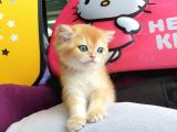 British Golden Shorthair Yavrularimiz