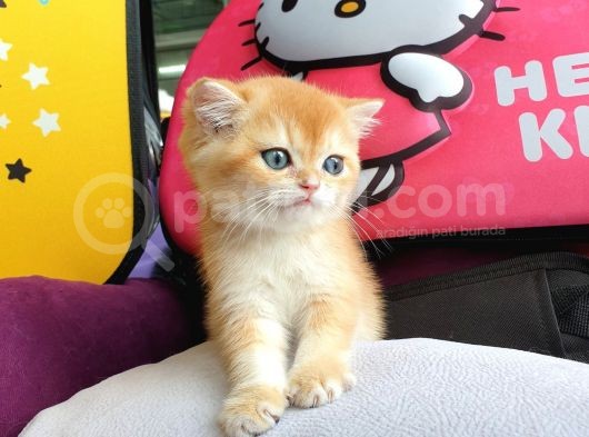 British Golden Shorthair Yavrularimiz görsel