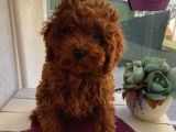 RedBrown ToyPoodle Bebeklerimiz