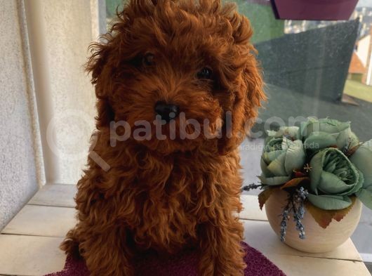 Redbrown Toypoodle Bebeklerimiz