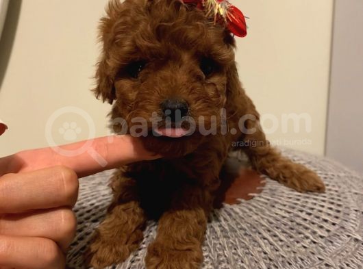 Karamelll.toypoodle’ın Bebeklerini Gördünüz Müü görsel