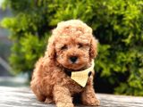Safkan Toy Poodle Yavrularımız