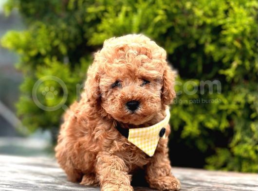 Safkan Toy Poodle Yavrularımız görsel
